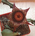 Нажмите на изображение для увеличения.

Название:	stapelianthus_montagnachii.jpg
Просмотров:	216
Размер:	270.3 Кб
ID:	337523