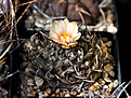 Нажмите на изображение для увеличения.

Название:	Turbinicarpus_sp_L.jpg
Просмотров:	148
Размер:	143.1 Кб
ID:	337562