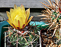 Нажмите на изображение для увеличения.

Название:	Coryphantha_sp_L.jpg
Просмотров:	139
Размер:	171.4 Кб
ID:	337563