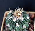 Нажмите на изображение для увеличения.

Название:	Echinofossulocactus pentacanthus var.tulense_9y_10.13.jpg
Просмотров:	135
Размер:	86.4 Кб
ID:	337565