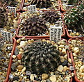 Нажмите на изображение для увеличения.

Название:	Neoporteria_cachytaensis_flaviflorus.jpg
Просмотров:	266
Размер:	171.8 Кб
ID:	337566