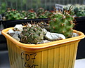 Нажмите на изображение для увеличения.

Название:	COPIAPOA_columna-alba_RUS-221.jpg
Просмотров:	250
Размер:	121.3 Кб
ID:	337569