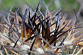 Нажмите на изображение для увеличения.

Название:	Acanthocalycium_thionanthum.jpg
Просмотров:	150
Размер:	191.8 Кб
ID:	337582