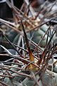 Нажмите на изображение для увеличения.

Название:	Gymnocalycium_armatum_VG944.jpg
Просмотров:	141
Размер:	199.2 Кб
ID:	337583