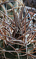 Нажмите на изображение для увеличения.

Название:	Gymnocalycium_coloradense_VG401.jpg
Просмотров:	148
Размер:	231.9 Кб
ID:	337585
