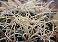 Нажмите на изображение для увеличения.

Название:	Gymnocalycium_monvillei_steineri_VG491.jpg
Просмотров:	139
Размер:	198.6 Кб
ID:	337586