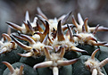 Нажмите на изображение для увеличения.

Название:	Gymnocalycium_speg.unguispinum.jpg
Просмотров:	143
Размер:	224.0 Кб
ID:	337587