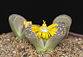 Нажмите на изображение для увеличения.

Название:	Lithops_naureniae_C304.jpg
Просмотров:	185
Размер:	206.0 Кб
ID:	337590
