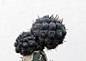 Нажмите на изображение для увеличения.

Название:	Neochilenia malleolata WM013_227.jpg
Просмотров:	242
Размер:	79.8 Кб
ID:	337591