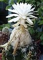 Нажмите на изображение для увеличения.

Название:	Discocactus_crystallophilus_HU659_20133.jpg
Просмотров:	412
Размер:	80.5 Кб
ID:	337608