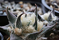 Нажмите на изображение для увеличения.

Название:	Ariocarpus_trigonus_ssp.trigonus_v.horaceki_VZD137.jpg
Просмотров:	118
Размер:	195.8 Кб
ID:	337612
