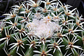 Нажмите на изображение для увеличения.

Название:	Echinocactus_grusonii_f.jpg
Просмотров:	127
Размер:	226.5 Кб
ID:	337615