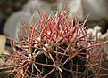 Нажмите на изображение для увеличения.

Название:	Echinocactus_polycephalus_KMR33c.jpg
Просмотров:	126
Размер:	221.2 Кб
ID:	337616