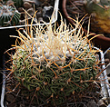 Нажмите на изображение для увеличения.

Название:	Stenocactus_multicostatus.jpg
Просмотров:	139
Размер:	211.8 Кб
ID:	337620
