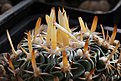 Нажмите на изображение для увеличения.

Название:	Stenocactus_spec_.Mex57.km25_Quer.jpg
Просмотров:	131
Размер:	190.0 Кб
ID:	337621