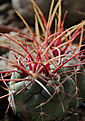 Нажмите на изображение для увеличения.

Название:	Thelocactus_hexaedrophorus_RC34a.jpg
Просмотров:	111
Размер:	162.8 Кб
ID:	337622