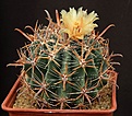 Нажмите на изображение для увеличения.

Название:	Ferocactus_santamaria_SB1237_IMG_6449.jpg
Просмотров:	132
Размер:	169.0 Кб
ID:	337688