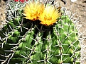Нажмите на изображение для увеличения.

Название:	horridus.jpg
Просмотров:	190
Размер:	244.8 Кб
ID:	337767