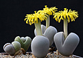 Нажмите на изображение для увеличения.

Название:	Dinteranthus_wilmotianus_800pcs.jpg
Просмотров:	185
Размер:	156.6 Кб
ID:	337795