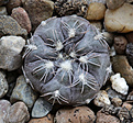 Нажмите на изображение для увеличения.

Название:	Gymnocalycium_nataliae_LB1408.jpg
Просмотров:	521
Размер:	214.8 Кб
ID:	337797