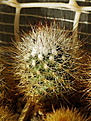 Нажмите на изображение для увеличения.

Название:	S_Gymnocactus_beguinii_francii_MZ197_0380.jpg
Просмотров:	234
Размер:	206.5 Кб
ID:	337842