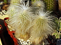 Нажмите на изображение для увеличения.

Название:	S_Thrixanthocereus_senilis_densisp_0394.jpg
Просмотров:	184
Размер:	169.4 Кб
ID:	337853