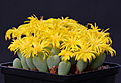 Нажмите на изображение для увеличения.

Название:	Conophytum_corniferum.jpg
Просмотров:	191
Размер:	161.9 Кб
ID:	337862