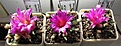 Нажмите на изображение для увеличения.

Название:	Ariocarpus_agavoides_MZ220_8y.JPG
Просмотров:	167
Размер:	90.4 Кб
ID:	337883