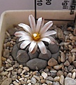 Нажмите на изображение для увеличения.

Название:	Turbinicarpus_jauernigii_PP190_3y.JPG
Просмотров:	156
Размер:	148.7 Кб
ID:	337884