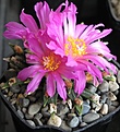 Нажмите на изображение для увеличения.

Название:	Ariocarpus_agavoides.JPG
Просмотров:	157
Размер:	62.2 Кб
ID:	337891