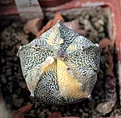 Нажмите на изображение для увеличения.

Название:	Astrophytum CoNivAs variegated_6y_19.8.13.jpg
Просмотров:	320
Размер:	110.3 Кб
ID:	337943