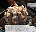Нажмите на изображение для увеличения.

Название:	IMG_4672.jpg
Просмотров:	251
Размер:	220.9 Кб
ID:	337977