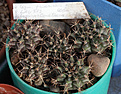 Нажмите на изображение для увеличения.

Название:	Gymnocalycium_fridrichii_f._LAU373+.jpg
Просмотров:	246
Размер:	218.1 Кб
ID:	338003