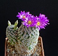 Нажмите на изображение для увеличения.

Название:	Mammillaria hernandezii.JPG
Просмотров:	152
Размер:	278.9 Кб
ID:	338005