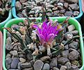 Нажмите на изображение для увеличения.

Название:	Ariocarpus_agavoides.jpg
Просмотров:	147
Размер:	232.0 Кб
ID:	338063