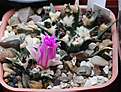 Нажмите на изображение для увеличения.

Название:	Ariocarpus_agavoides+.jpg
Просмотров:	150
Размер:	168.7 Кб
ID:	338064