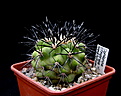 Нажмите на изображение для увеличения.

Название:	Copiapoa_cinerea_longistamin..jpg
Просмотров:	142
Размер:	125.2 Кб
ID:	338071