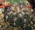 Нажмите на изображение для увеличения.

Название:	Gymnocalycium_spegazzinii_punillense.jpg
Просмотров:	148
Размер:	150.2 Кб
ID:	338075