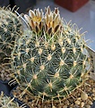 Нажмите на изображение для увеличения.

Название:	Ancistrocactus_megarhizus_SB597_IMG_8610.jpg
Просмотров:	193
Размер:	229.1 Кб
ID:	338086