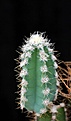 Нажмите на изображение для увеличения.

Название:	Cereus hertrihianus_3.8.13.jpg
Просмотров:	136
Размер:	64.7 Кб
ID:	338087