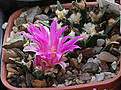 Нажмите на изображение для увеличения.

Название:	Ariocarpus_agavoides++.jpg
Просмотров:	150
Размер:	179.6 Кб
ID:	338122