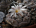 Нажмите на изображение для увеличения.

Название:	Turbinicarpus_jauernigii_PP190.jpg
Просмотров:	148
Размер:	170.9 Кб
ID:	338129