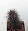 Нажмите на изображение для увеличения.

Название:	Sclerocactus parviflorus RP135_4y_20.8.13.jpg
Просмотров:	270
Размер:	119.1 Кб
ID:	338174