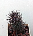 Нажмите на изображение для увеличения.

Название:	Sclerocactus parviflorus RP135_4y_20.8.13.jpg
Просмотров:	231
Размер:	119.1 Кб
ID:	338174