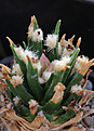 Нажмите на изображение для увеличения.

Название:	Ariocarpus_agavoides_PP208.jpg
Просмотров:	130
Размер:	228.5 Кб
ID:	338176