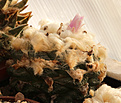 Нажмите на изображение для увеличения.

Название:	Ariocarpus_fissuratus.jpg
Просмотров:	137
Размер:	176.6 Кб
ID:	338177