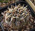 Нажмите на изображение для увеличения.

Название:	Gymnocalycium_borthii_nogolense_RUS092_VG406.jpg
Просмотров:	136
Размер:	181.5 Кб
ID:	338190