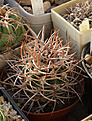 Нажмите на изображение для увеличения.

Название:	Gymnocalycium_coloradense_VG401.jpg
Просмотров:	158
Размер:	179.5 Кб
ID:	338191