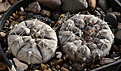 Нажмите на изображение для увеличения.

Название:	Gymnocalycium_berhtii_LB320.jpg
Просмотров:	151
Размер:	194.1 Кб
ID:	338211
