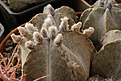 Нажмите на изображение для увеличения.

Название:	Astrophytum_coahuilense.jpg
Просмотров:	165
Размер:	216.6 Кб
ID:	338212